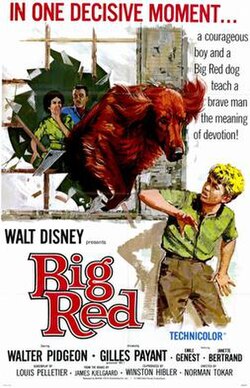 BIG RED (1962) Walter Pidgeon, Gilles Payant, Émile Genest and Janette Bertrand - Public Domain Movie DVD NO CASE